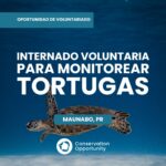 Internado voluntaria para monitorear tortugas