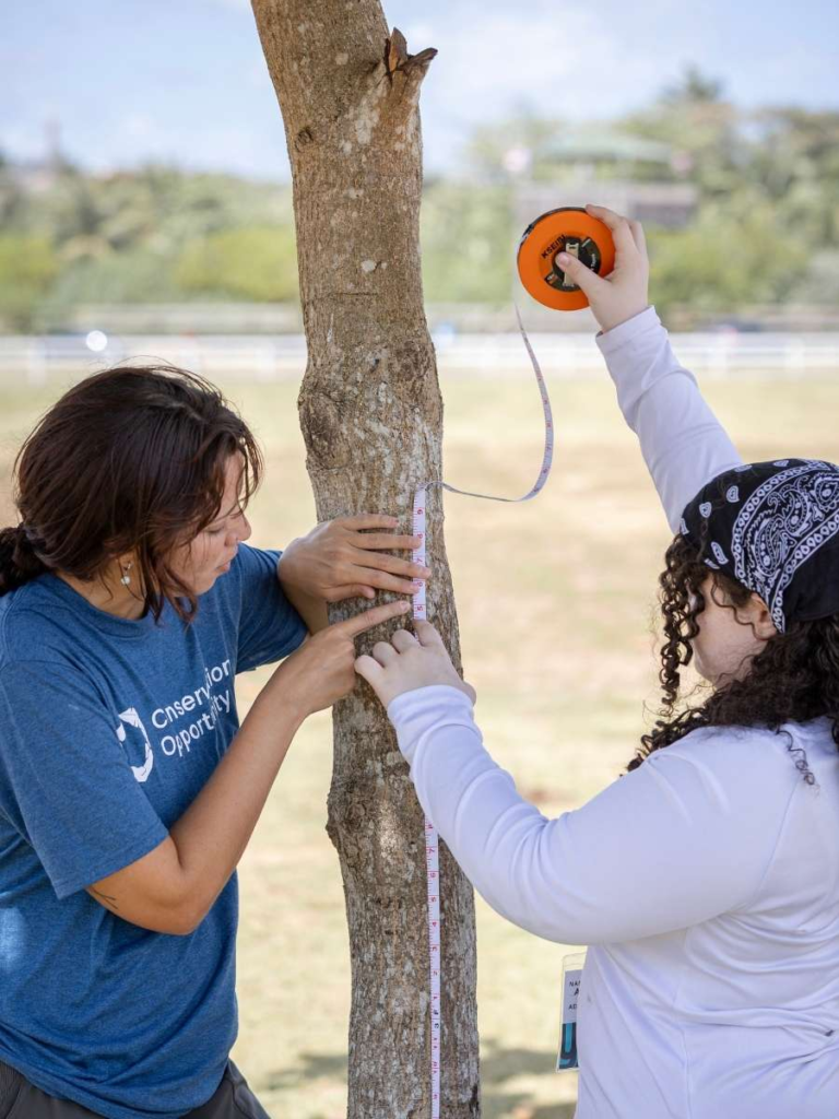 volunteers measuring tree trunk