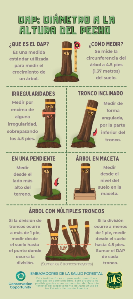 Infografia de como medir arboles