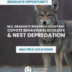 M.S. Graduate Research Assistant – Coyote Behavioral Ecology & Nest Depredation