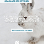 PhD Graduate Research Assistant – Snowshoe Hare Responses to Dynamic Landscapes