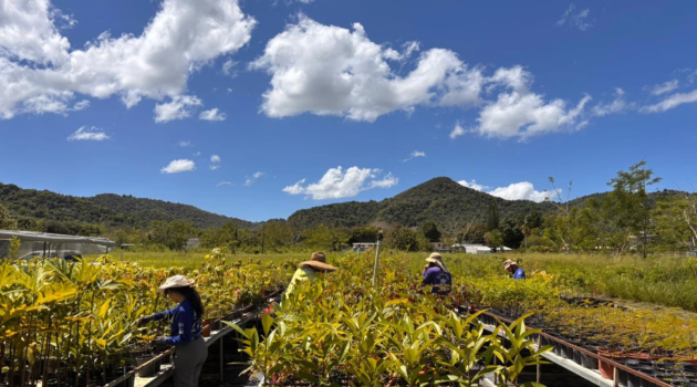 Personas trabajando en vivero