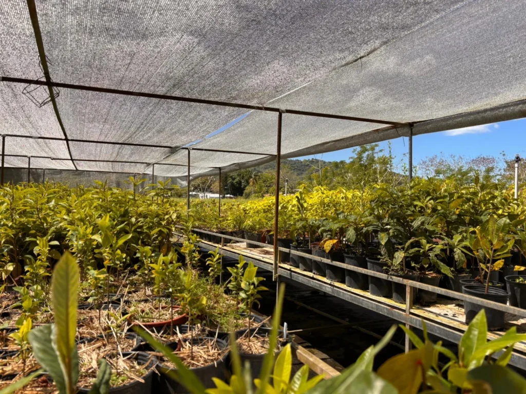 Vivero Puerto Rico